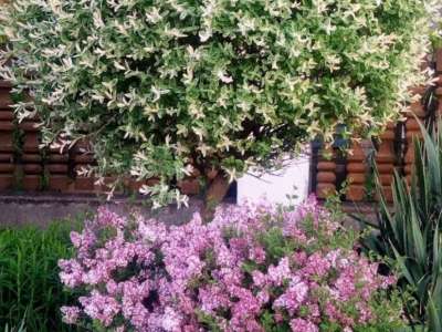 Eladó családi ház - Szada / 24. kép