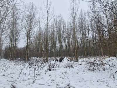 Eladó szántó - Cegléd / 2. kép