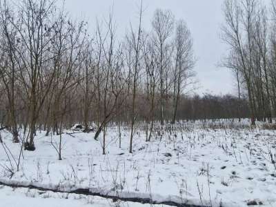 Eladó szántó - Cegléd / 3. kép