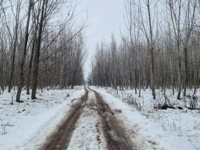 Eladó szántó - Cegléd / 5. kép