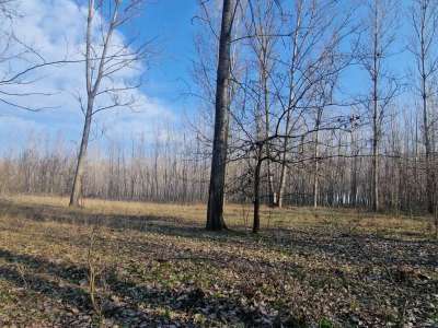 Eladó szántó - Cegléd / 3. kép