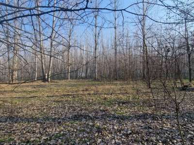 Eladó szántó - Cegléd / 5. kép