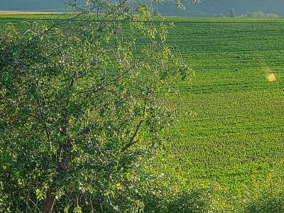 Eladó zártkert - Héreg (Bikaréti Dűlő) / 10. kép