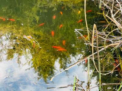 Eladó családi ház - Komárom (Komárom) / 83. kép