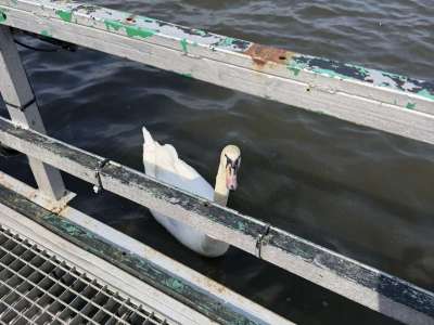 Eladó nyaraló - Tatabánya (Erőműi tó) / 9. kép