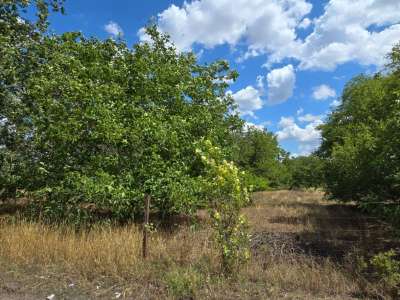 Eladó építési telek - Cserkeszőlő / 6. kép