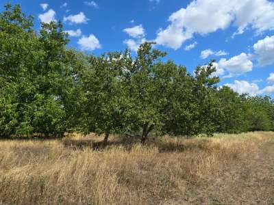 Eladó építési telek - Cserkeszőlő / 10. kép