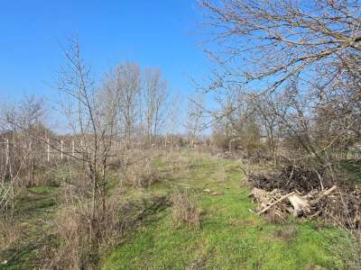 Eladó kert, gyümölcsös - Cserkeszőlő / 4. kép