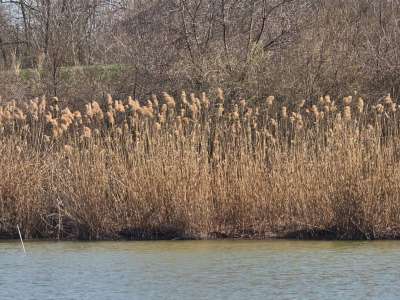 Eladó szántó - Öcsöd / 22. kép