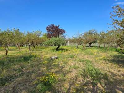 Eladó kert, gyümölcsös - Szelevény (halesz) / 13. kép