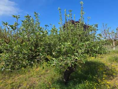 Eladó kert, gyümölcsös - Szelevény (halesz) / 14. kép