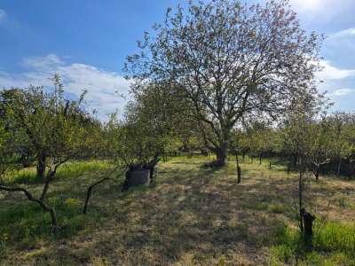 Eladó kert, gyümölcsös - Szelevény (halesz) / 15. kép