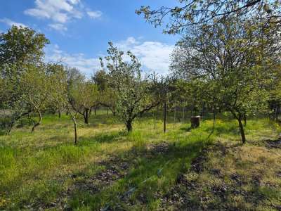 Eladó kert, gyümölcsös - Szelevény (halesz) / 16. kép