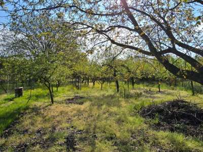 Eladó kert, gyümölcsös - Szelevény (halesz) / 17. kép