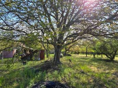 Eladó kert, gyümölcsös - Szelevény (halesz) / 18. kép