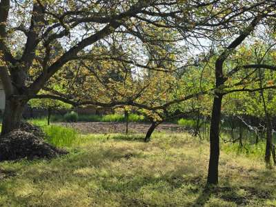 Eladó kert, gyümölcsös - Szelevény (halesz) / 19. kép