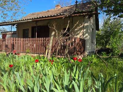 Eladó kert, gyümölcsös - Szelevény (halesz) / 1. kép