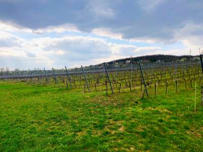 Eladó birtok - Balatonfüred / 4. kép