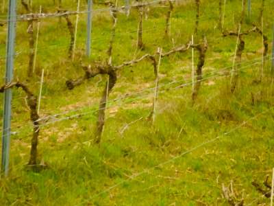 Eladó birtok - Balatonfüred / 8. kép