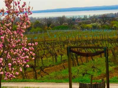 Eladó birtok - Balatonfüred / 6. kép