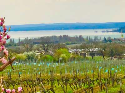 Eladó birtok - Balatonfüred / 1. kép