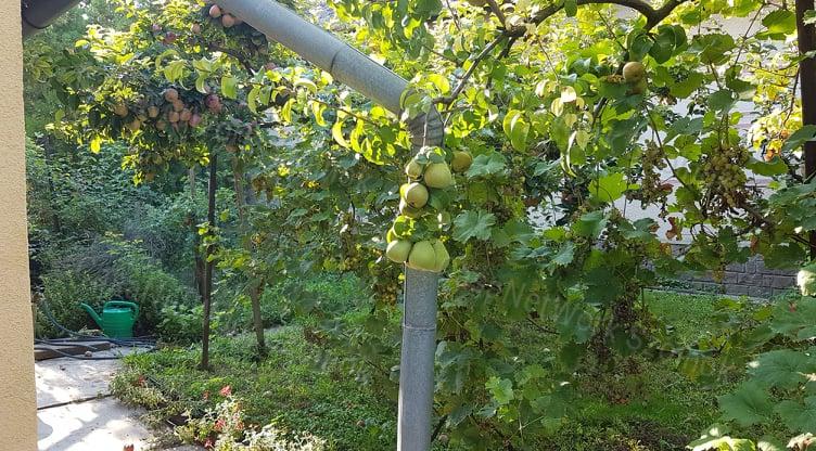 Eladó kertes családi ház Tiszaföldvár központjában!