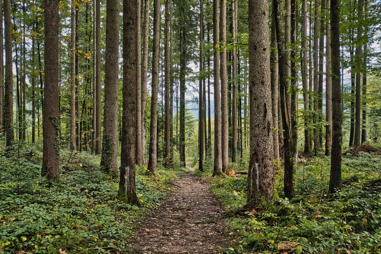 Eladó 6,7864 ha erdő Zala megyében