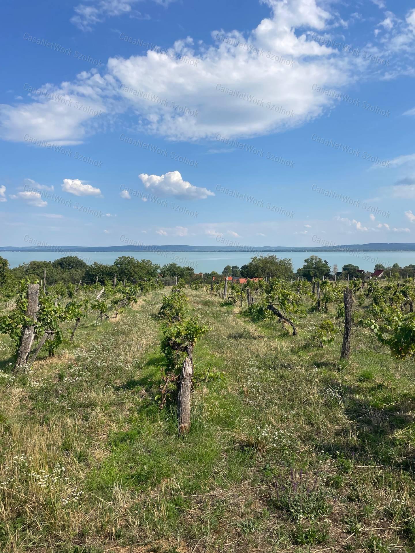 Eladó Balatatonszepezden egy örökpanorámás külterületi telek szőlővel