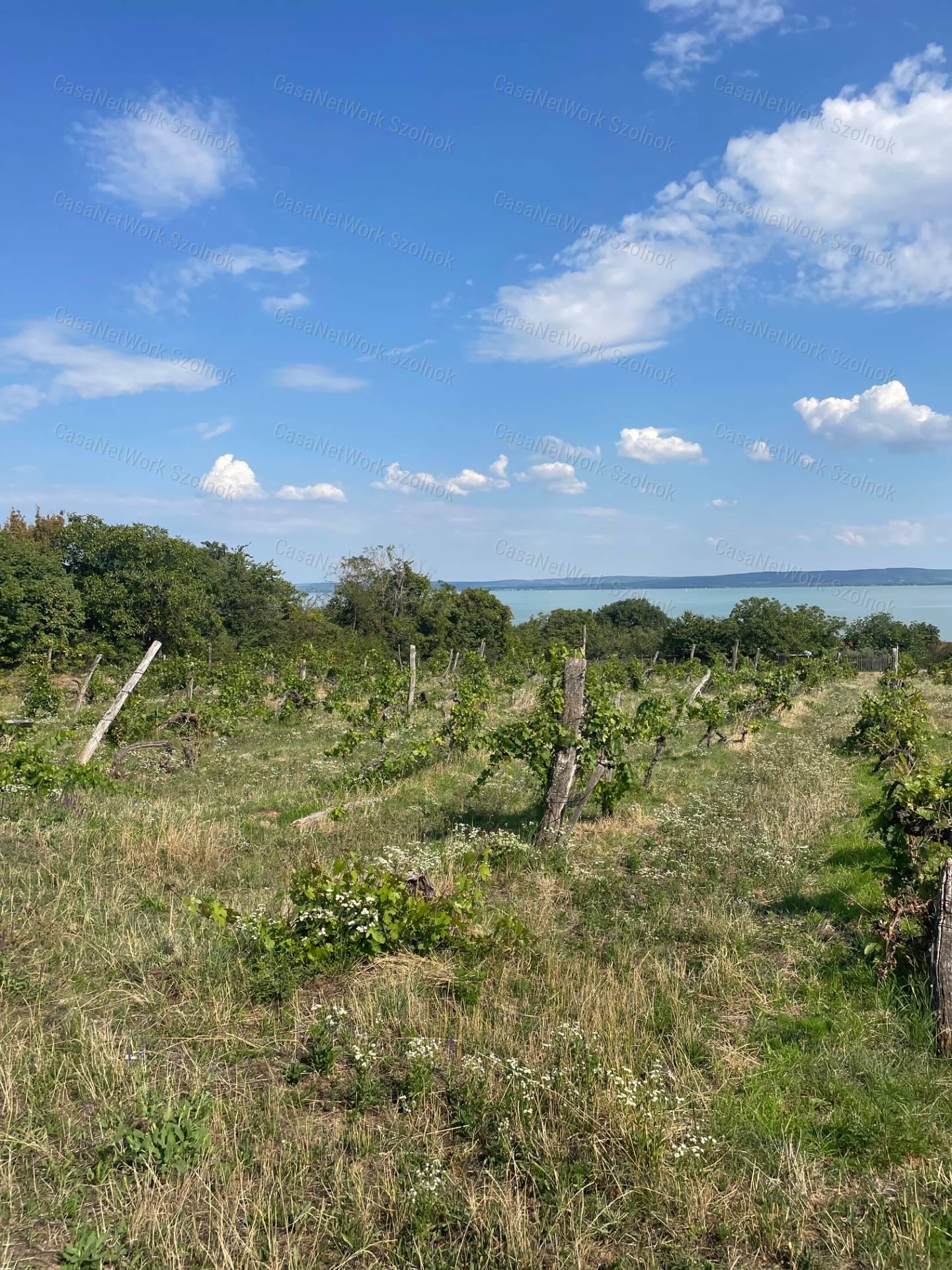 Eladó Balatatonszepezden egy örökpanorámás külterületi telek szőlővel