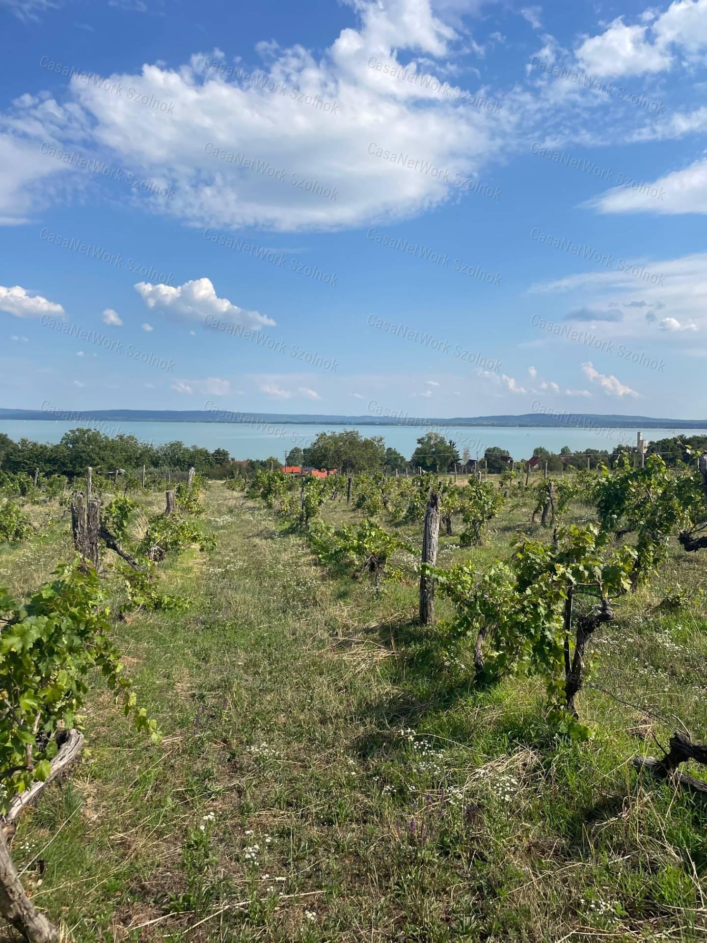 Eladó Balatatonszepezden egy örökpanorámás külterületi telek szőlővel