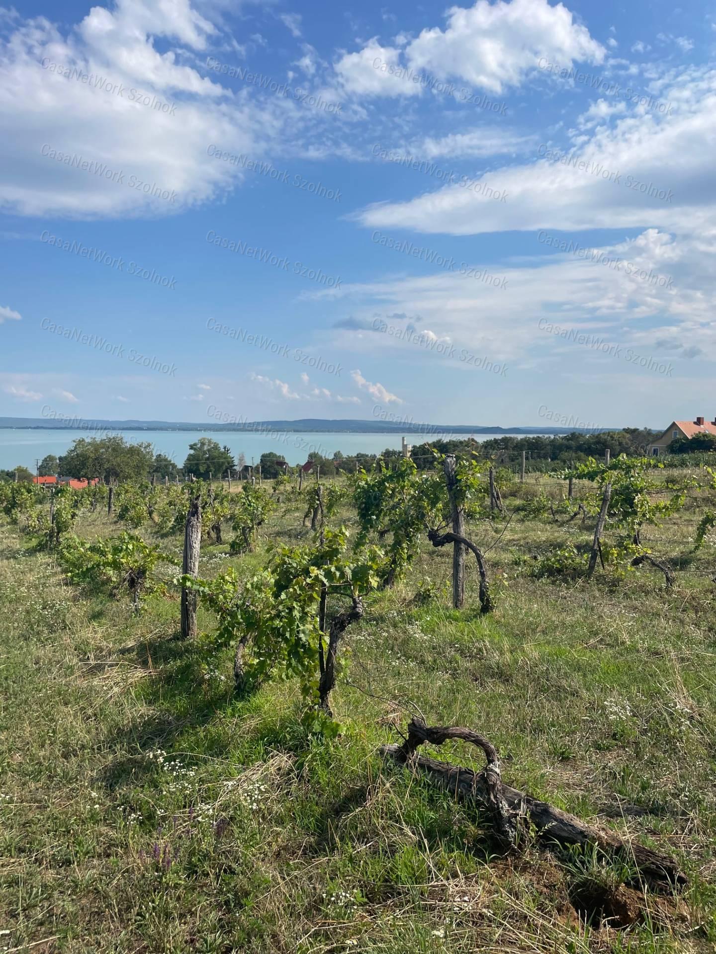 Eladó Balatatonszepezden egy örökpanorámás külterületi telek szőlővel