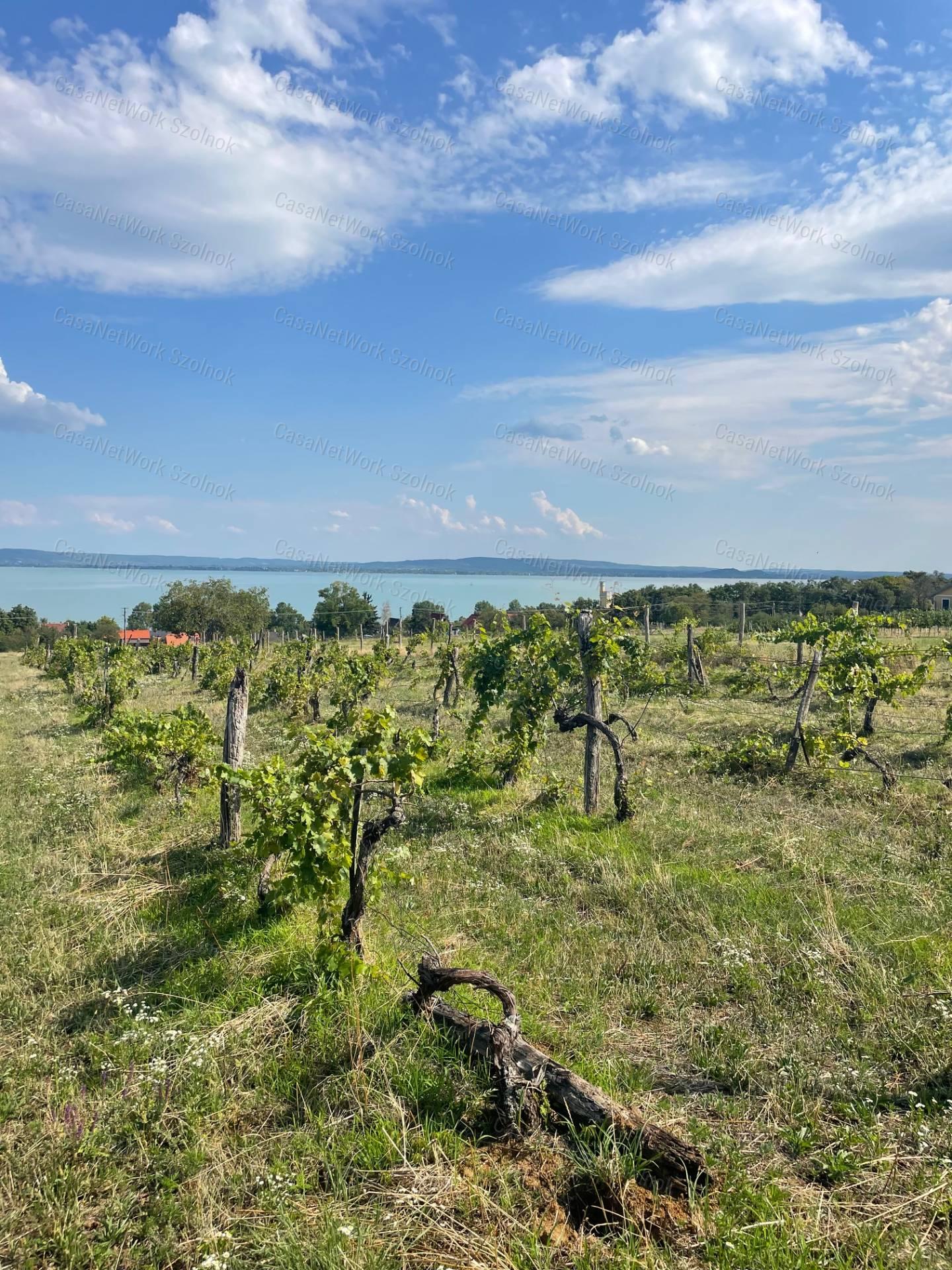 Eladó Balatatonszepezden egy örökpanorámás külterületi telek szőlővel