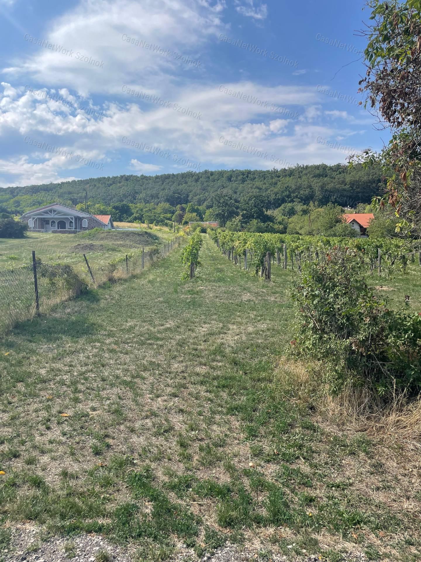 Eladó Balatatonszepezden egy örökpanorámás külterületi telek szőlővel