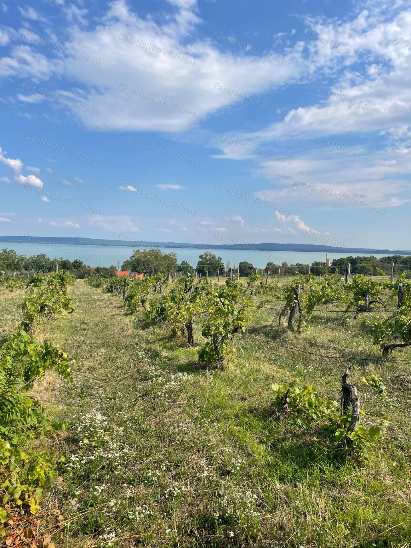Eladó Balatatonszepezden egy örökpanorámás külterületi telek szőlővel