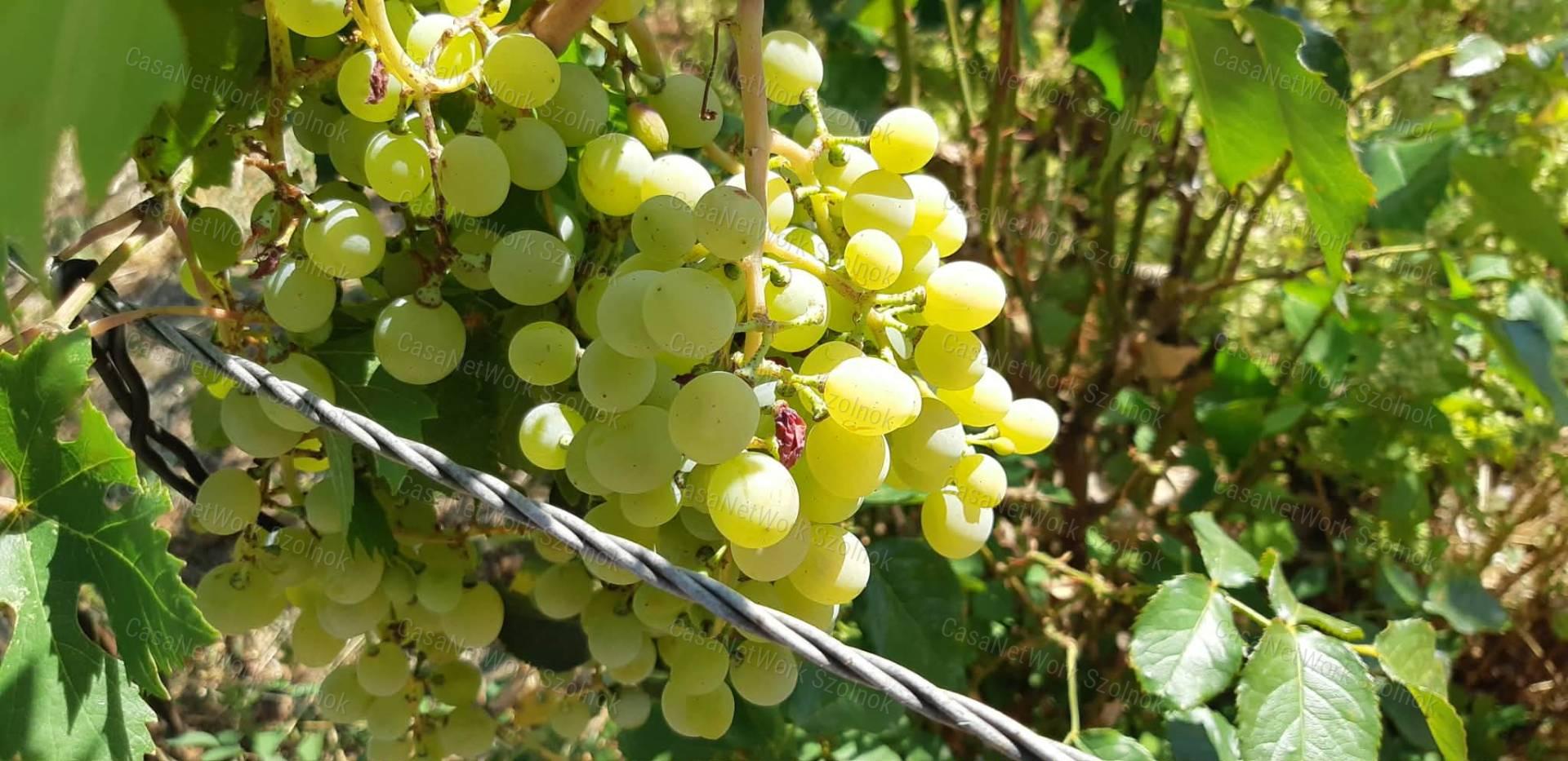 Eladó Tiszaföldváron csendes utcában kertes családi ház!