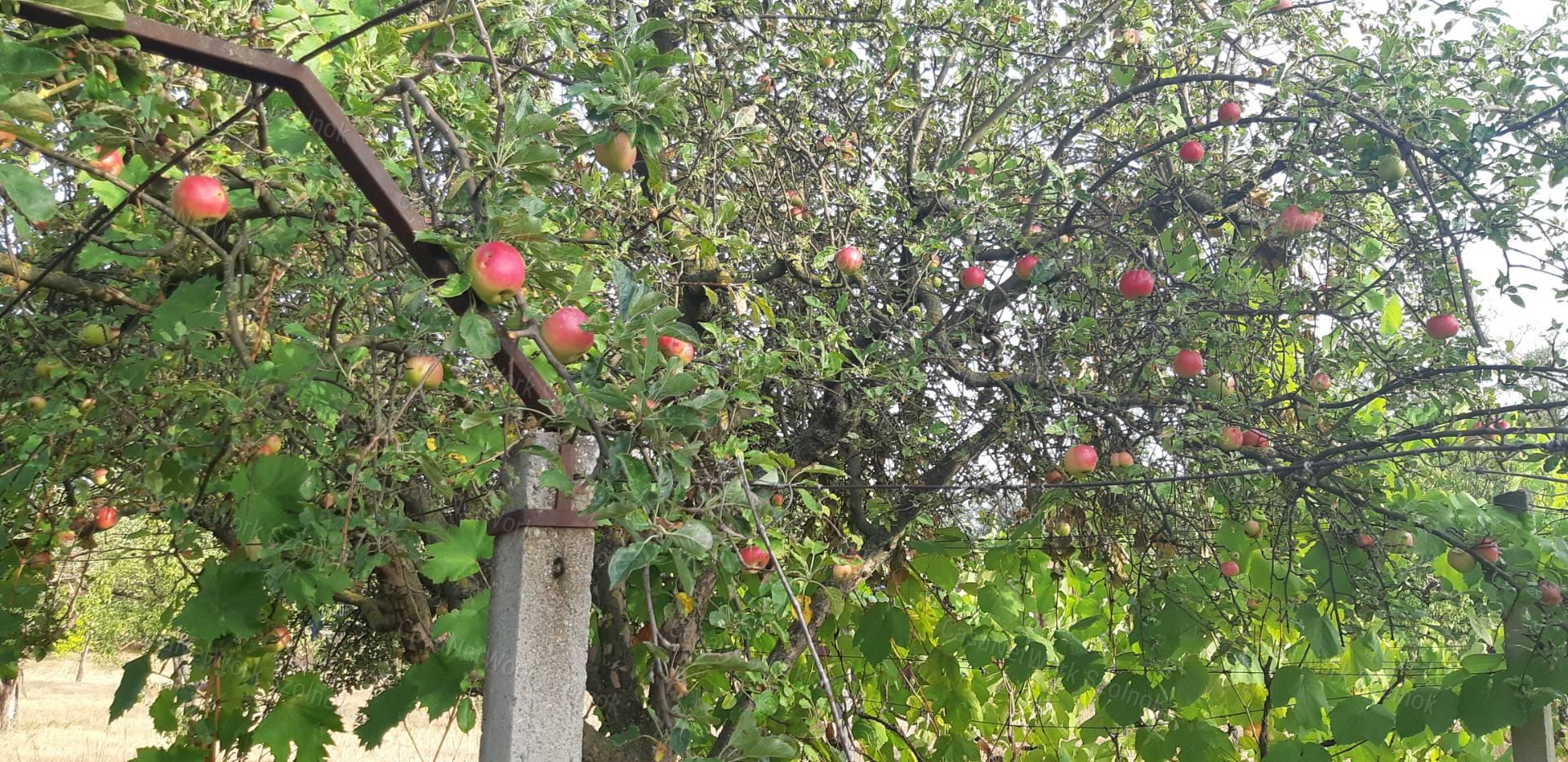 Eladó Tiszajenőn gazdálkodásra alkalmas telek!