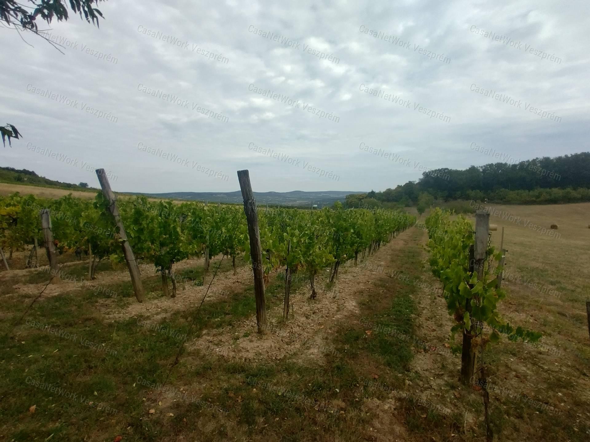 Eladó borospince körpanorámával,  szőlővel  Vászolyon!