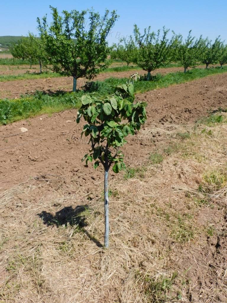 BEÉPÍTHETŐ Gyümölcsös Eladó Zánkán!