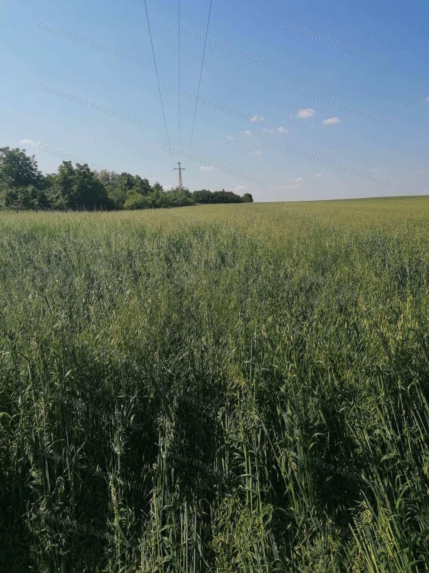 Zártkert az öreghegyen