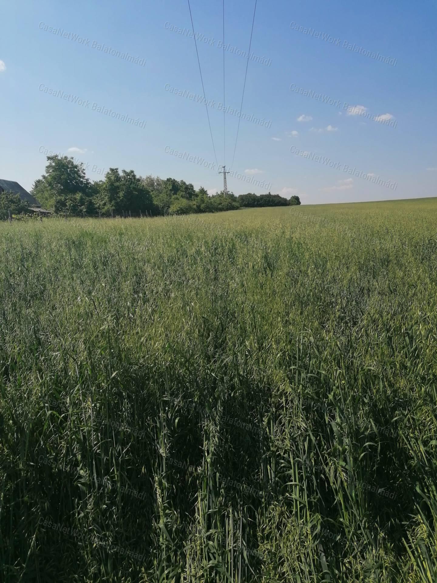 Zártkert az öreghegyen