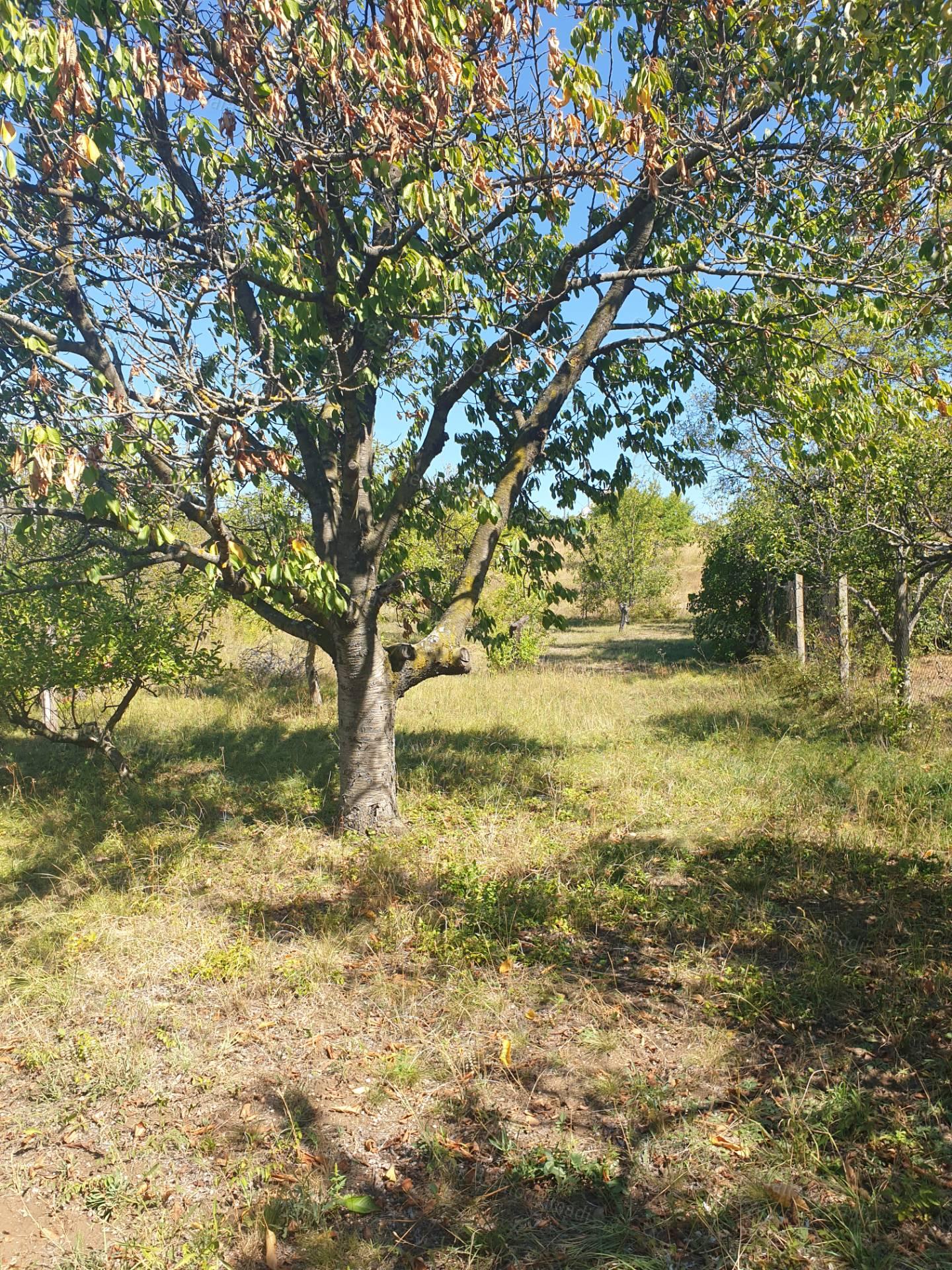 Eladó kicsi nyaraló Balatonkenesén!