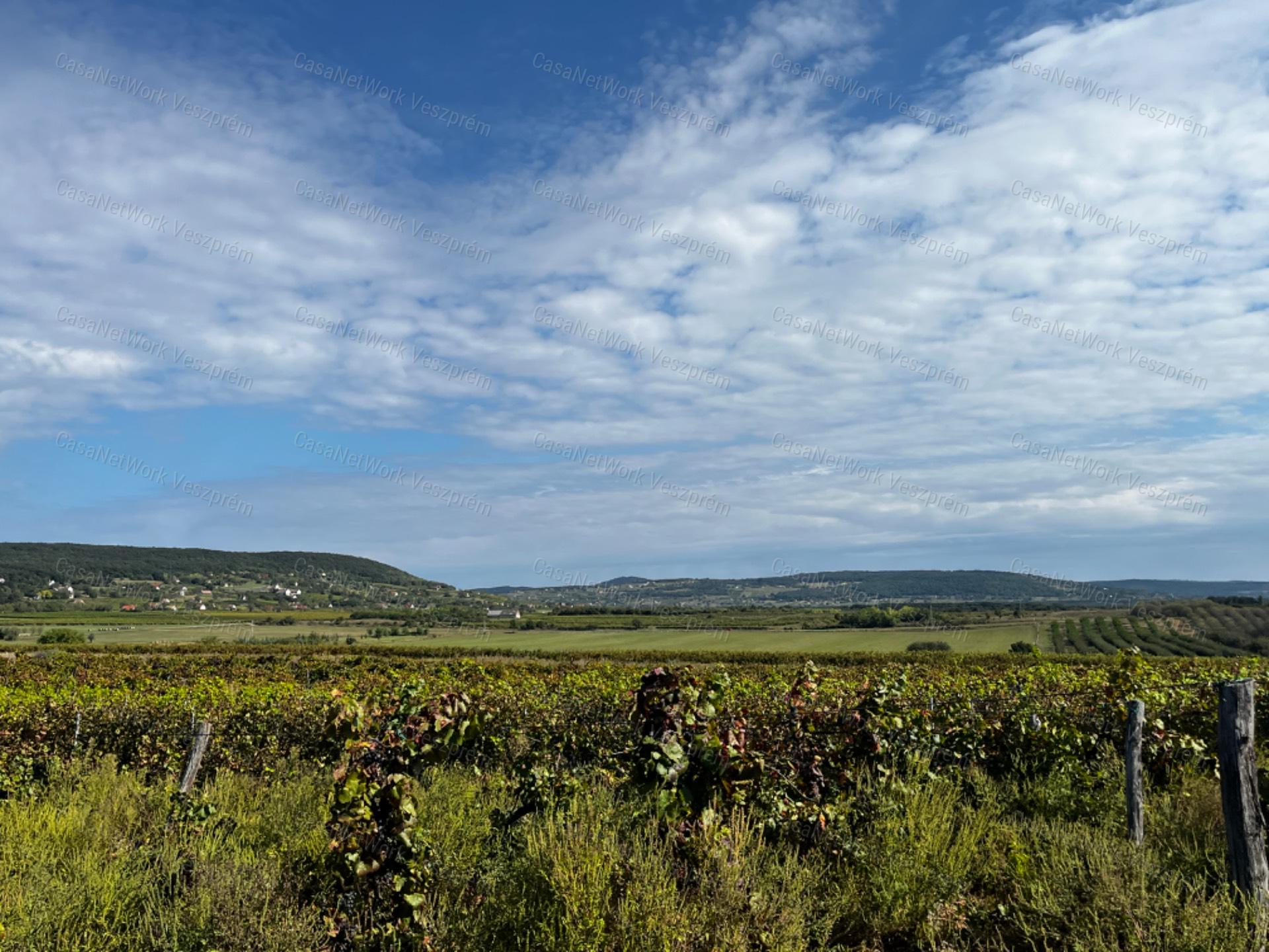 Eladó panorámás szőlőterület Zánkán