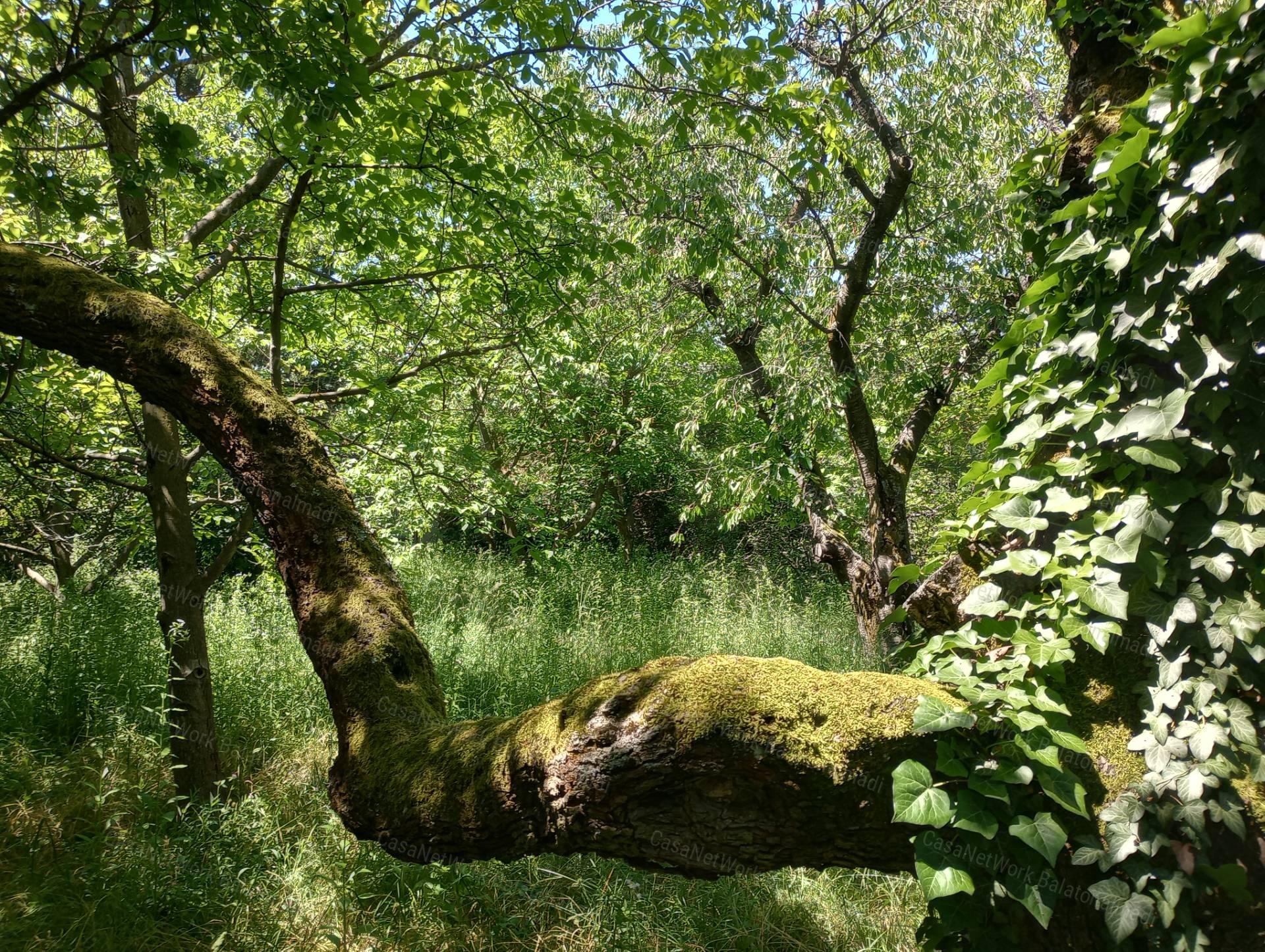 Balatonakarattyai ingatlan nagy telekkel eladó