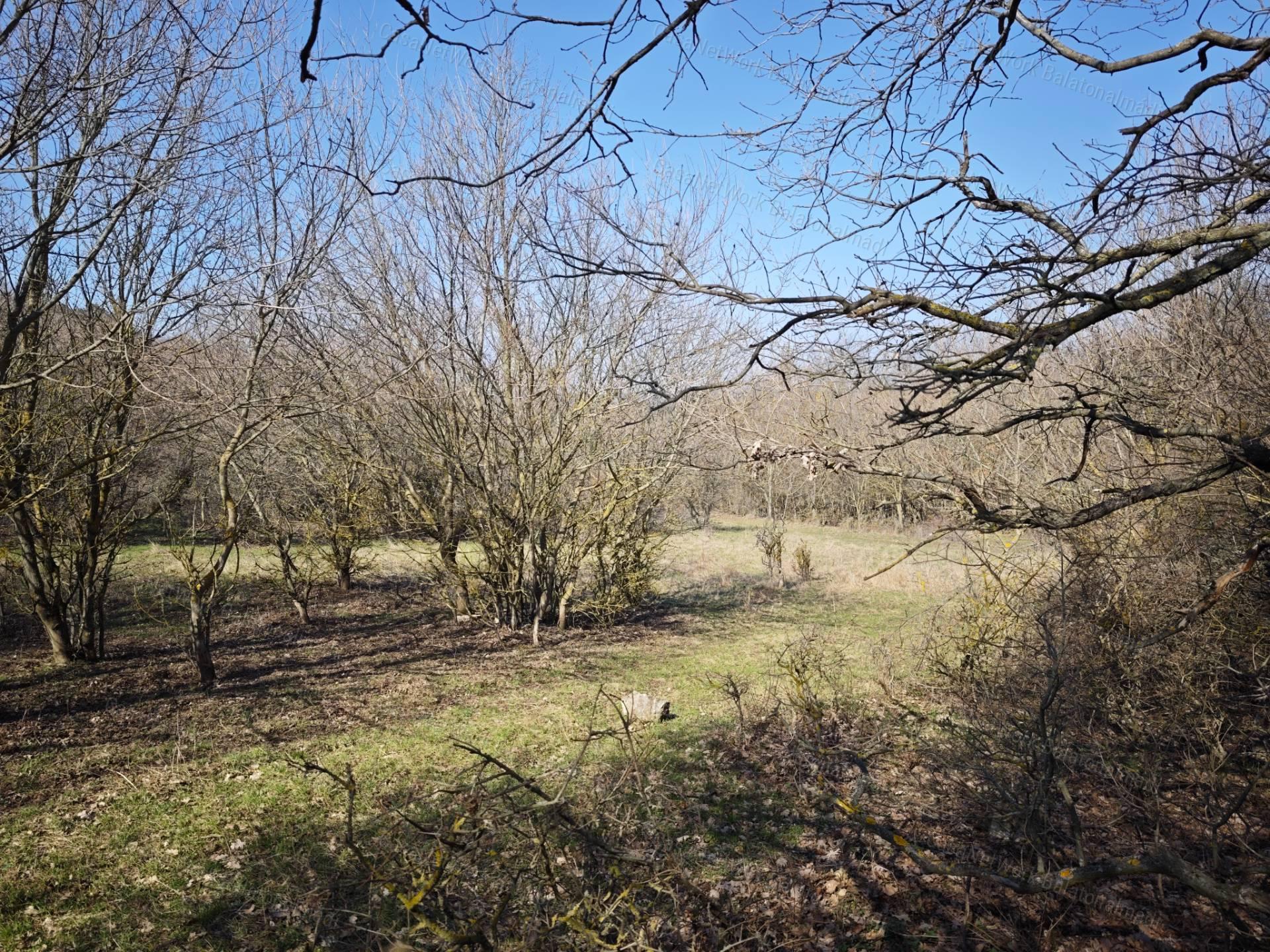 Balaton-felvidéken 6,3 ha birtok, 2 db romos épülettel