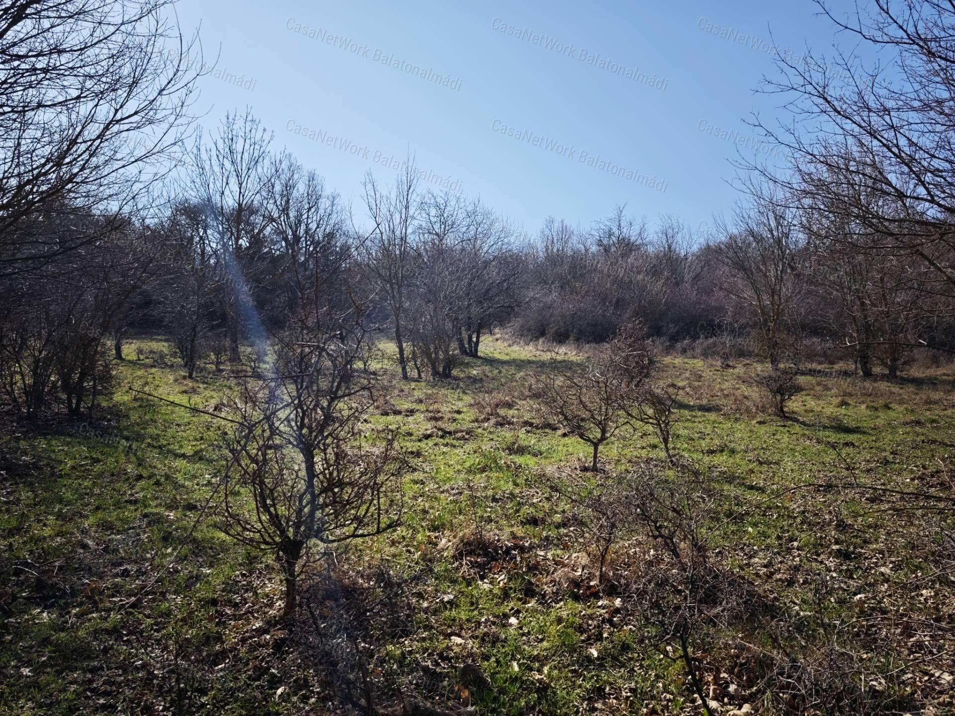 Balaton-felvidéken 6,3 ha birtok, 2 db romos épülettel