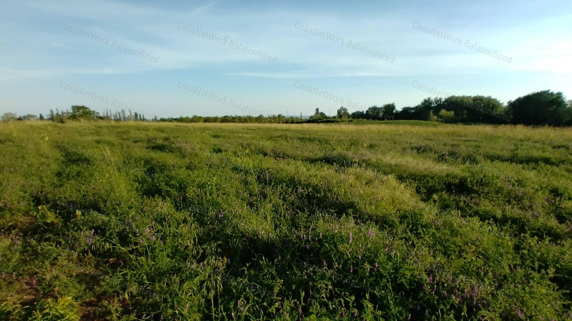 PALOZNAKI SZŐLŐ TERÜLET ELADÓ!