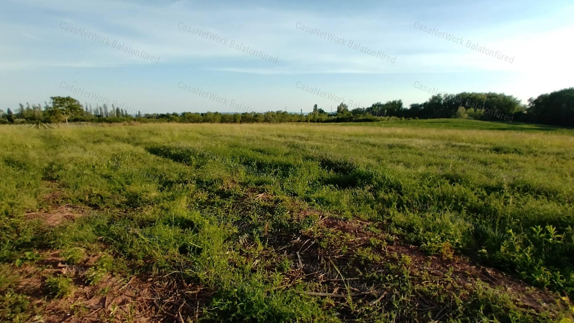 PALOZNAKI SZŐLŐ TERÜLET ELADÓ!