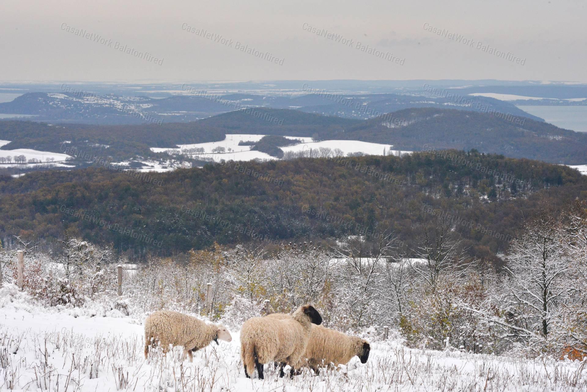 2,4 ha öko-birtok a Balaton-felvidéki Nemzeti Park tetején