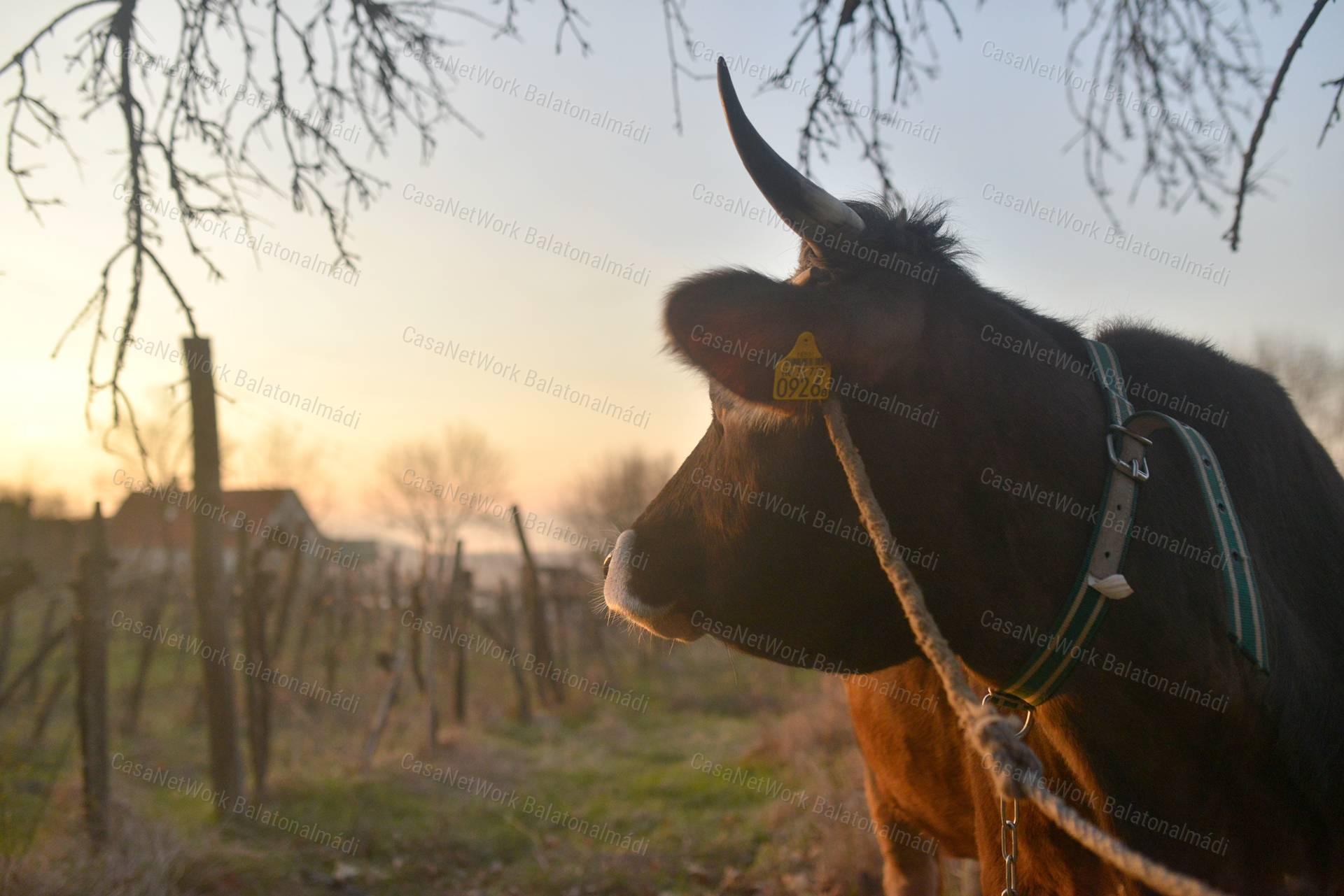 2,4 ha öko-birtok a Balaton-felvidéki Nemzeti Park tetején
