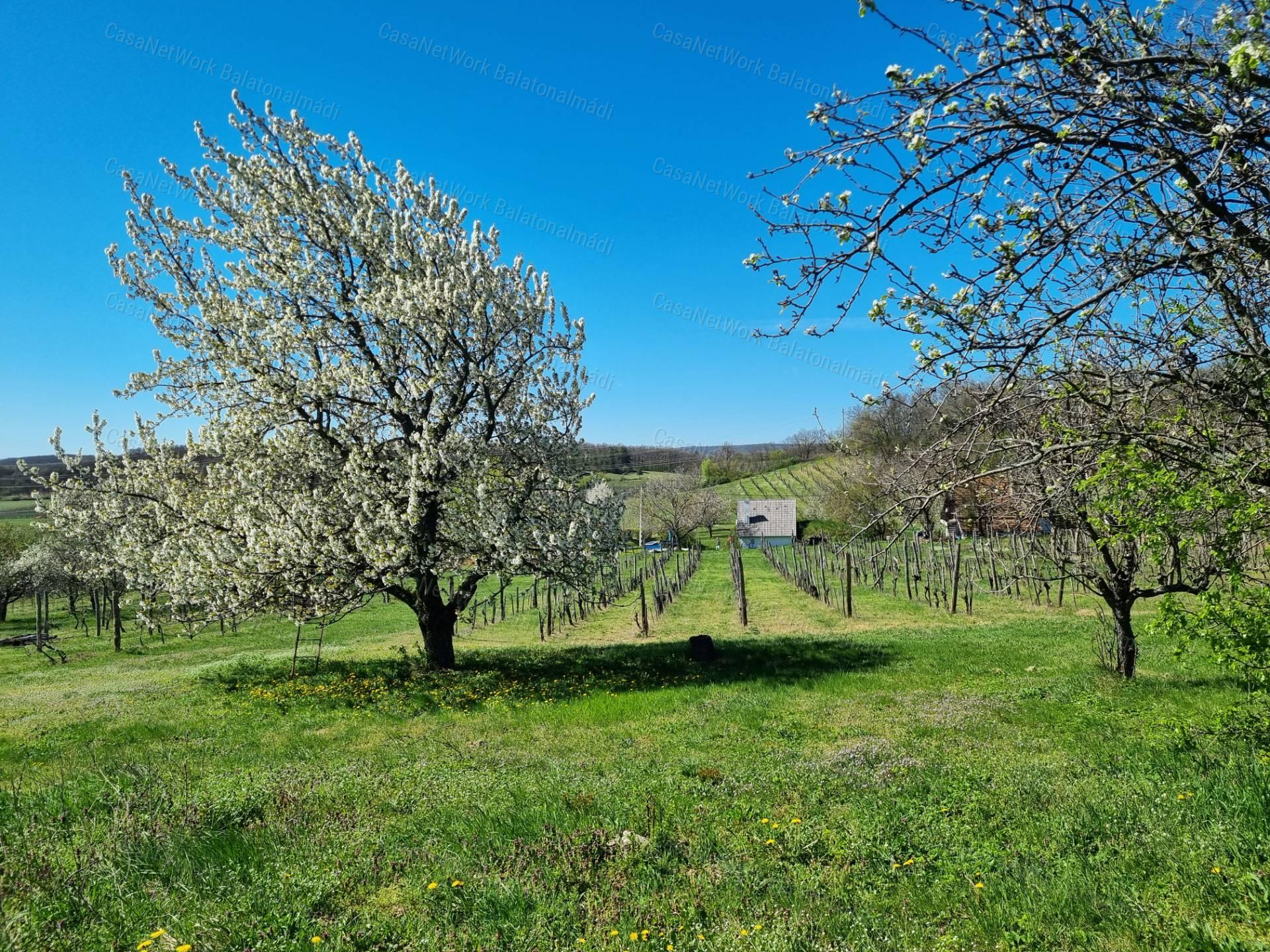 Eladó nyaraló békés tájpanorámával Balatonszőlősön!